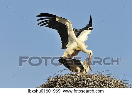 Stock Photo - "White storks (Ciconia ciconia), mating". Fotosearch
