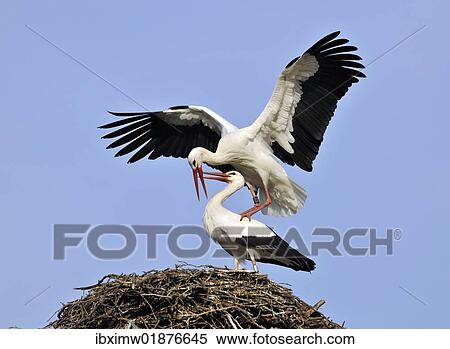 "White Storks (Ciconia ciconia), mating on a stork's nest" View Large Photo Image Stock Photography - "White Storks (Ciconia ciconia), mating on a stork's nest". Fotosearch