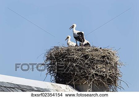 "White storks (Ciconia ciconia) on a nest in Brandenburg, Germany, Europe" View Large Photo Image Picture - "White storks (Ciconia ciconia) on a nest in Brandenburg, Germany, Europe". Fotosearch