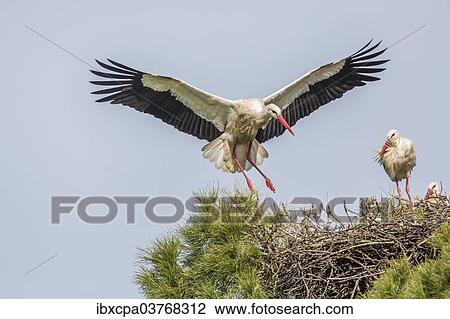 "White storks (Ciconia ciconia) on the nest, Extremadura, Spain, Europe" View Large Photo Image Stock Image - "White storks (Ciconia ciconia) on the nest, Extremadura, Spain, Europe". Fotosearch