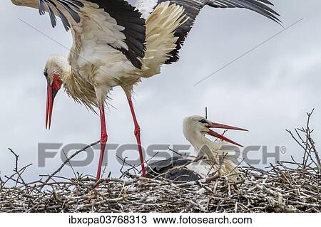 "White storks (Ciconia ciconia) on the nest, Extremadura, Spain, Europe" View Large Photo Image Stock Image - "White storks (Ciconia ciconia) on the nest, Extremadura, Spain, Europe". Fotosearch