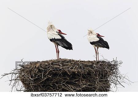 "White storks (Ciconia ciconia) on the nest, Warnsdorf, Ratekau, Schleswig-Holstein, Germany, Europe" View Large Photo Image Stock Image - "White storks (Ciconia ciconia) on the nest, Warnsdorf, Ratekau, Schleswig-Holstein, Germany, Europe". Fotosearch