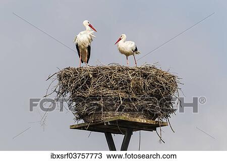 "White storks (Ciconia ciconia) on the nest, Warnsdorf, Ratekau, Schleswig-Holstein, Germany, Europe" View Large Photo Image Stock Image - "White storks (Ciconia ciconia) on the nest, Warnsdorf, Ratekau, Schleswig-Holstein, Germany, Europe". Fotosearch