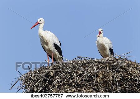 "White storks (Ciconia ciconia) on the nest, Warnsdorf, Ratekau, Schleswig-Holstein, Germany, Europe" View Large Photo Image Stock Photo - "White storks (Ciconia ciconia) on the nest, Warnsdorf, Ratekau, Schleswig-Holstein, Germany, Europe". Fotosearch