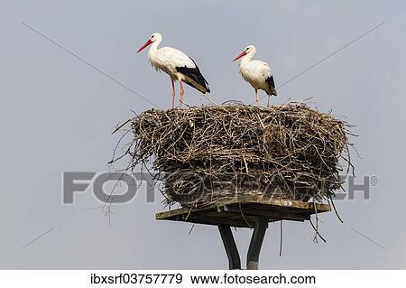 "White storks (Ciconia ciconia) on the nest, Warnsdorf, Ratekau, Schleswig-Holstein, Germany, Europe" View Large Photo Image Stock Photo - "White storks (Ciconia ciconia) on the nest, Warnsdorf, Ratekau, Schleswig-Holstein, Germany, Europe". Fotosearch