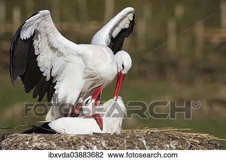 "White Storks (Ciconia ciconia), pair mating, Munsterland, North Rhine-Westphalia, Germany, Europe" View Large Photo Image Stock Image - "White Storks (Ciconia ciconia), pair mating, Munsterland, North Rhine-Westphalia, Germany, Europe". Fotosearch