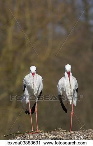 Stock Image - "White Storks (Ciconia ciconia), pair, Munsterland, North Rhine-Westphalia, Germany, Europe". Fotosearch