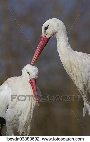 "White Storks (Ciconia ciconia), pair, Munsterland, North Rhine-Westphalia, Germany, Europe" View Large Photo Image Stock Image - "White Storks (Ciconia ciconia), pair, Munsterland, North Rhine-Westphalia, Germany, Europe". Fotosearch