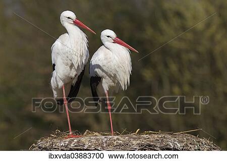 "White Storks (Ciconia ciconia), pair, Munsterland, North Rhine-Westphalia, Germany, Europe" View Large Photo Image Stock Image - "White Storks (Ciconia ciconia), pair, Munsterland, North Rhine-Westphalia, Germany, Europe". Fotosearch