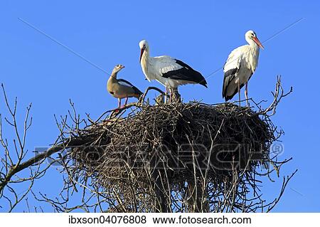 "White Storks (Ciconia ciconia), pair on nest, with an Egyptian Goose (Alopochen aegyptiacus), Baden-Wurttemberg, Germany, Europe" View Large Photo Image Stock Photo - "White Storks (Ciconia ciconia), pair on nest, with an Egyptian Goose (Alopochen aegyptiacus), Baden-Wurttemberg, Germany, Europe". Fotosearch