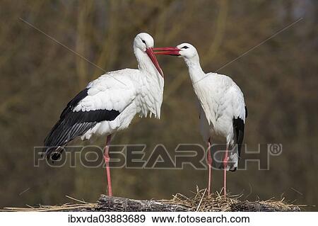 "White Storks (Ciconia ciconia), pair, Munsterland, North Rhine-Westphalia, Germany, Europe" View Large Photo Image Stock Photo - "White Storks (Ciconia ciconia), pair, Munsterland, North Rhine-Westphalia, Germany, Europe". Fotosearch