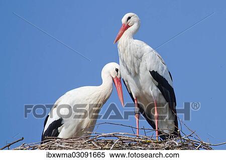 "White Storks (Ciconia ciconia), pair on a nest, North Hesse, Hesse, Germany, Europe" View Large Photo Image Stock Photography - "White Storks (Ciconia ciconia), pair on a nest, North Hesse, Hesse, Germany, Europe". Fotosearch
