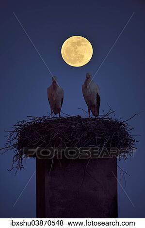 Stock Photo - "White Storks (Ciconia ciconia) perched on the nest at full moon, Canton of Aargau, Switzerland, Europe". Fotosearch