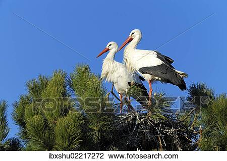 Stock Image - "White Storks (Ciconia ciconia) sitting on a nest, Muri, Switzerland, Europe". Fotosearch
