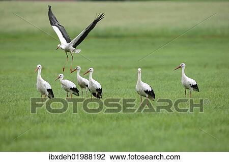 "White Storks (Ciconia ciconia), Allgaeu, Bavaria, Germany, Europe" View Large Photo Image Stock Image - "White Storks (Ciconia ciconia), Allgaeu, Bavaria, Germany, Europe". Fotosearch