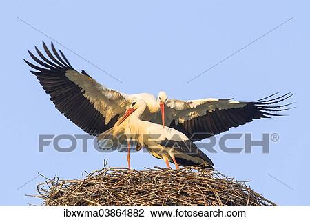 "White Storks (Ciconia ciconia), mating, Hesse, Germany, Europe" View Large Photo Image Stock Image - "White Storks (Ciconia ciconia), mating, Hesse, Germany, Europe". Fotosearch