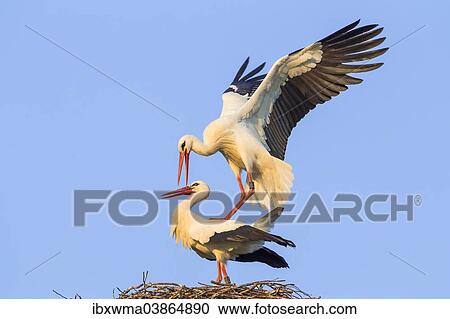 "White Storks (Ciconia ciconia), mating, Hesse, Germany, Europe" View Large Photo Image Stock Image - "White Storks (Ciconia ciconia), mating, Hesse, Germany, Europe". Fotosearch