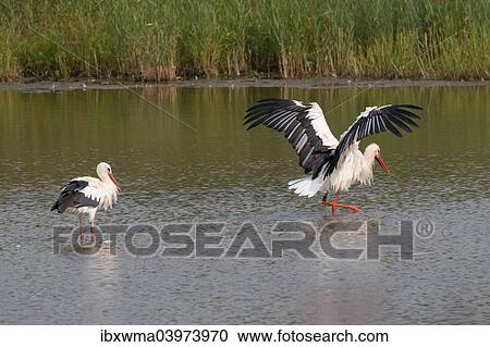 "White Storks (Ciconia ciconia) standing in water, bathing, North Hesse, Hesse, Germany, Europe" View Large Photo Image Stock Image - "White Storks (Ciconia ciconia) standing in water, bathing, North Hesse, Hesse, Germany, Europe". Fotosearch