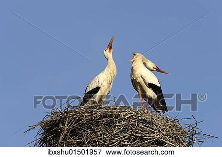 Stock Photo - "White storks (Ciconia ciconia), welcoming at the nest". Fotosearch