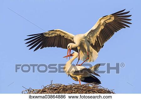 "White Storks (Ciconia ciconia), mating, Hesse, Germany, Europe" View Large Photo Image Stock Photograph - "White Storks (Ciconia ciconia), mating, Hesse, Germany, Europe". Fotosearch