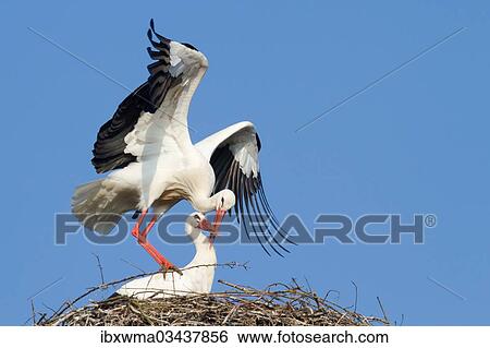 "White Storks (Ciconia ciconia), stork couple mating, North Hesse, Hesse, Germany, Europe" View Large Photo Image Stock Photograph - "White Storks (Ciconia ciconia), stork couple mating, North Hesse, Hesse, Germany, Europe". Fotosearch
