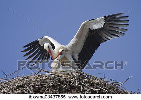 "White Storks (Ciconia ciconia), stork couple mating, North Hesse, Hesse, Germany, Europe" View Large Photo Image Stock Photography - "White Storks (Ciconia ciconia), stork couple mating, North Hesse, Hesse, Germany, Europe". Fotosearch