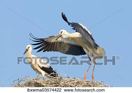 "White Storks (Ciconia ciconia), two young storks on a nest during flight exercises, North Hesse, Hesse, Germany, Europe" View Large Photo Image Stock Image - "White Storks (Ciconia ciconia), two young storks on a nest during flight exercises, North Hesse, Hesse, Germany, Europe". Fotosearch