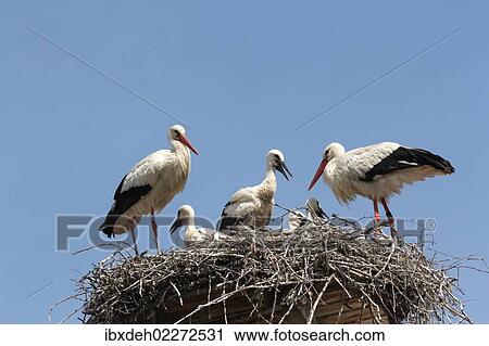 "White Storks (Ciconia ciconia) with young at the nest, Allgaeu, Bavaria, Germany, Europe" View Large Photo Image Stock Image - "White Storks (Ciconia ciconia) with young at the nest, Allgaeu, Bavaria, Germany, Europe". Fotosearch