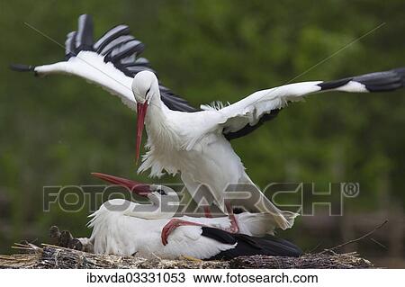 "White storks (cinerea cinerea), Rheine, Munsterland, Nordrhein-Westfalen, Germany, Europe" View Large Photo Image Stock Image - "White storks (cinerea cinerea), Rheine, Munsterland, Nordrhein-Westfalen, Germany, Europe". Fotosearch
