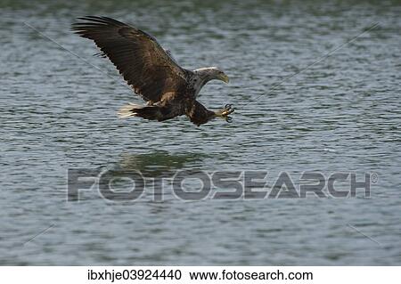 Stock Image - "White-tailed Eagle (Haliaeetus albicilla), Mecklenburg-Western Pomerania, Germany, Europe". Fotosearch