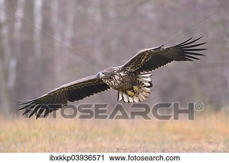"White-tailed Eagle (Haliaeetus albicilla) in flight in an autumn landscape, Kuyavian-Pomeranian Voivodeship, Poland, Europe" View Large Photo Image Stock Image - "White-tailed Eagle (Haliaeetus albicilla) in flight in an autumn landscape, Kuyavian-Pomeranian Voivodeship, Poland, Europe". Fotosearch