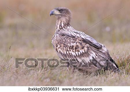 "White-tailed Eagle (Haliaeetus albicilla) on an autumn meadow, Kuyavian-Pomeranian Voivodeship, Poland, Europe" View Large Photo Image Stock Image - "White-tailed Eagle (Haliaeetus albicilla) on an autumn meadow, Kuyavian-Pomeranian Voivodeship, Poland, Europe". Fotosearch