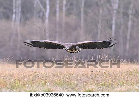 "White-tailed Eagle (Haliaeetus albicilla) in flight in an autumn landscape, Kuyavian-Pomeranian Voivodeship, Poland, Europe" View Large Photo Image Stock Image - "White-tailed Eagle (Haliaeetus albicilla) in flight in an autumn landscape, Kuyavian-Pomeranian Voivodeship, Poland, Europe". Fotosearch