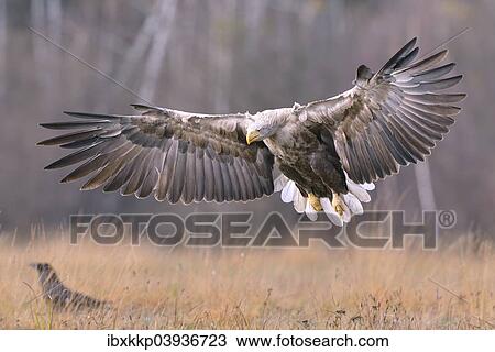 "White-tailed Eagle (Haliaeetus albicilla) in flight in an autumn landscape, Kuyavian-Pomeranian Voivodeship, Poland, Europe" View Large Photo Image Stock Image - "White-tailed Eagle (Haliaeetus albicilla) in flight in an autumn landscape, Kuyavian-Pomeranian Voivodeship, Poland, Europe". Fotosearch