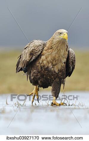 "White-tailed Eagle (Haliaeetus albicilla), adult walking on ice, Lodz Voivodeship, Poland, Europe" View Large Photo Image Stock Image - "White-tailed Eagle (Haliaeetus albicilla), adult walking on ice, Lodz Voivodeship, Poland, Europe". Fotosearch