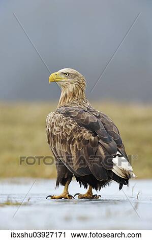 "White-tailed Eagle (Haliaeetus albicilla), adult standing on ice, Lodz Voivodeship, Poland, Europe" View Large Photo Image Stock Image - "White-tailed Eagle (Haliaeetus albicilla), adult standing on ice, Lodz Voivodeship, Poland, Europe". Fotosearch
