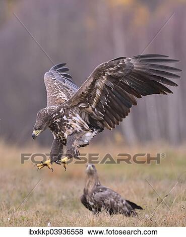 "White-tailed Eagle (Haliaeetus albicilla) in flight in an autumn landscape, Kuyavian-Pomeranian Voivodeship, Poland, Europe" View Large Photo Image Stock Photo - "White-tailed Eagle (Haliaeetus albicilla) in flight in an autumn landscape, Kuyavian-Pomeranian Voivodeship, Poland, Europe". Fotosearch