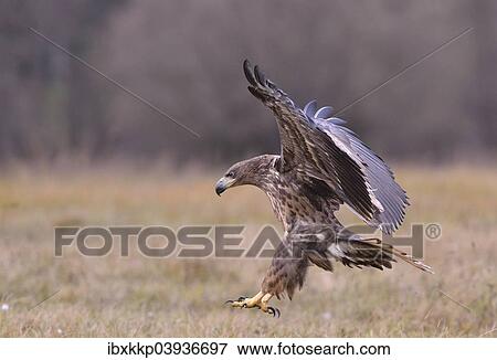 "White-tailed Eagle (Haliaeetus albicilla) in flight in an autumn landscape, Kuyavian-Pomeranian Voivodeship, Poland, Europe" View Large Photo Image Stock Photo - "White-tailed Eagle (Haliaeetus albicilla) in flight in an autumn landscape, Kuyavian-Pomeranian Voivodeship, Poland, Europe". Fotosearch