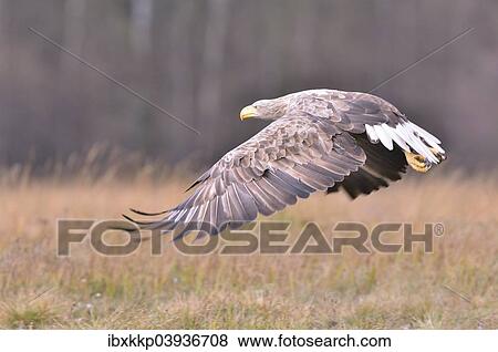 "White-tailed Eagle (Haliaeetus albicilla) in flight in an autumn landscape, Kuyavian-Pomeranian Voivodeship, Poland, Europe" View Large Photo Image Stock Photo - "White-tailed Eagle (Haliaeetus albicilla) in flight in an autumn landscape, Kuyavian-Pomeranian Voivodeship, Poland, Europe". Fotosearch