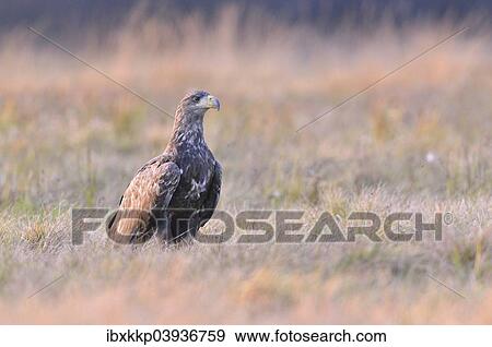 "White-tailed Eagle (Haliaeetus albicilla) on an autumn meadow in the evening light, Kuyavian-Pomeranian Voivodeship, Poland, Europe" View Large Photo Image Stock Photo - "White-tailed Eagle (Haliaeetus albicilla) on an autumn meadow in the evening light, Kuyavian-Pomeranian Voivodeship, Poland, Europe". Fotosearch
