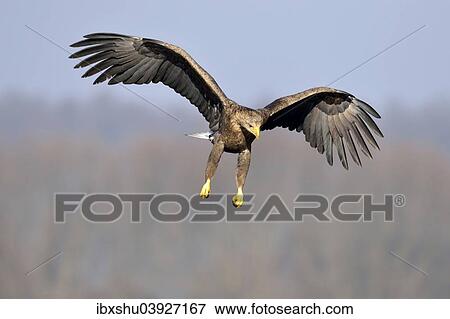 Stock Photo - "White-tailed Eagle (Haliaeetus albicilla), adult in flight, Lodz Voivodeship, Poland, Europe". Fotosearch
