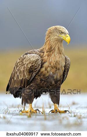 "White-tailed Eagle (Haliaeetus albicilla), adult, perched on ice, Lodz Province, Poland, Europe" View Large Photo Image Stock Photo - "White-tailed Eagle (Haliaeetus albicilla), adult, perched on ice, Lodz Province, Poland, Europe". Fotosearch