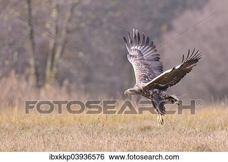 "White-tailed Eagle (Haliaeetus albicilla) in flight in an autumn landscape, Kuyavian-Pomeranian Voivodeship, Poland, Europe" View Large Photo Image Stock Photograph - "White-tailed Eagle (Haliaeetus albicilla) in flight in an autumn landscape, Kuyavian-Pomeranian Voivodeship, Poland, Europe". Fotosearch