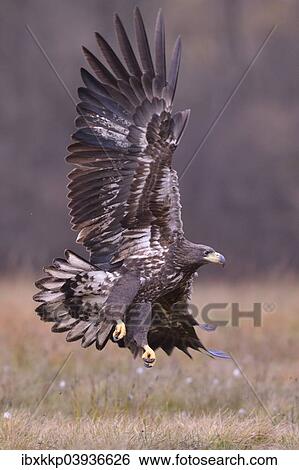 "White-tailed Eagle (Haliaeetus albicilla) in flight in an autumn landscape, Kuyavian-Pomeranian Voivodeship, Poland, Europe" View Large Photo Image Stock Photograph - "White-tailed Eagle (Haliaeetus albicilla) in flight in an autumn landscape, Kuyavian-Pomeranian Voivodeship, Poland, Europe". Fotosearch