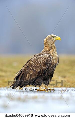 "White-tailed Eagle (Haliaeetus albicilla), adult, perched on ice, Lodz Province, Poland, Europe" View Large Photo Image Stock Photograph - "White-tailed Eagle (Haliaeetus albicilla), adult, perched on ice, Lodz Province, Poland, Europe". Fotosearch