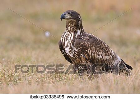 "White-tailed Eagle (Haliaeetus albicilla) on an autumn meadow, Kuyavian-Pomeranian Voivodeship, Poland, Europe" View Large Photo Image Stock Photography - "White-tailed Eagle (Haliaeetus albicilla) on an autumn meadow, Kuyavian-Pomeranian Voivodeship, Poland, Europe". Fotosearch
