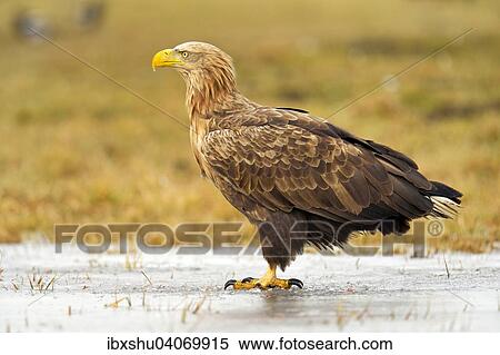 "White-tailed Eagle (Haliaeetus albicilla), adult, perched on ice, Lodz Province, Poland, Europe" View Large Photo Image Stock Photography - "White-tailed Eagle (Haliaeetus albicilla), adult, perched on ice, Lodz Province, Poland, Europe". Fotosearch