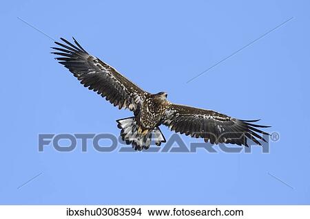 "White-tailed Eagle or Sea Eagle (Haliaeetus albicilla), in flight, Rausu, Menashi, Hokkaido, Japan, Asia" View Large Photo Image Picture - "White-tailed Eagle or Sea Eagle (Haliaeetus albicilla), in flight, Rausu, Menashi, Hokkaido, Japan, Asia". Fotosearch