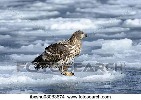 Picture - "White-tailed Eagle or Sea Eagle (Haliaeetus albicilla), standing on ice floe, Rausu, Menashi, Hokkaido, Japan, Asia". Fotosearch