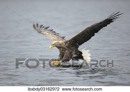 "White-tailed Eagle or Sea Eagle (Haliaeetus albicilla) about to grab for a fish, Lauvsnes, Flatanger, Nord-Trondelag, Trondelag, Norway, Europe" View Large Photo Image Stock Image - "White-tailed Eagle or Sea Eagle (Haliaeetus albicilla) about to grab for a fish, Lauvsnes, Flatanger, Nord-Trondelag, Trondelag, Norway, Europe". Fotosearch